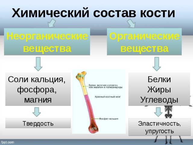 Состав кости схема