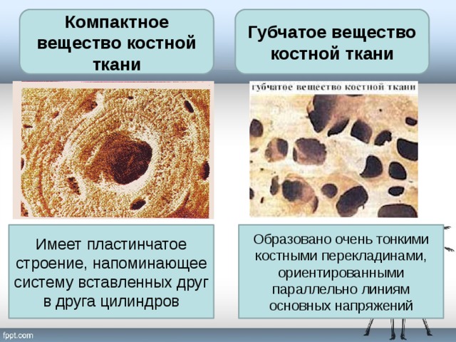 Компактное вещество костной ткани Губчатое вещество костной ткани Имеет пластинчатое строение, напоминающее систему вставленных друг в друга цилиндров Образовано очень тонкими костными перекладинами, ориентированными параллельно линиям основных напряжений 