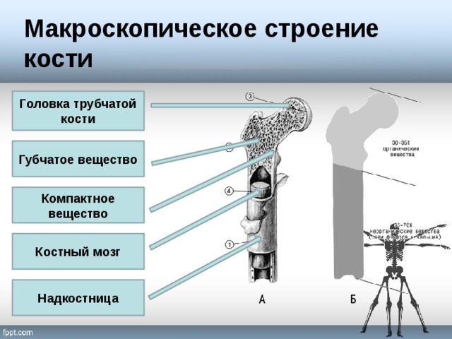 Картинка структура кости