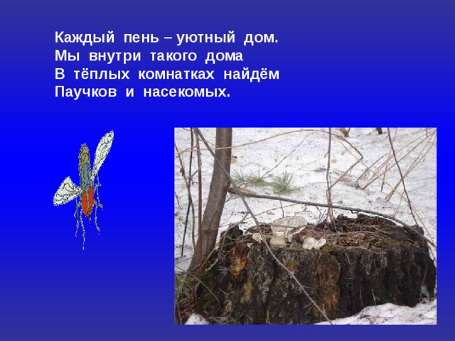 Каждый пень – уютный дом. Мы внутри такого дома В тёплых комнатках найдём Паучков и насекомых. 