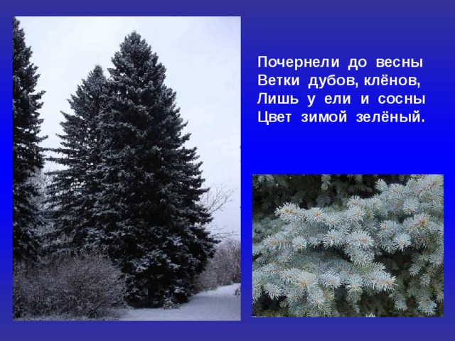 Почернели до весны Ветки дубов, клёнов, Лишь у ели и сосны Цвет зимой зелёный. 