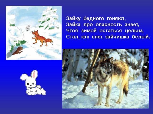 Зайку бедного гоняют, Зайка про опасность знает, Чтоб зимой остаться целым, Стал, как снег, зайчишка белый. 