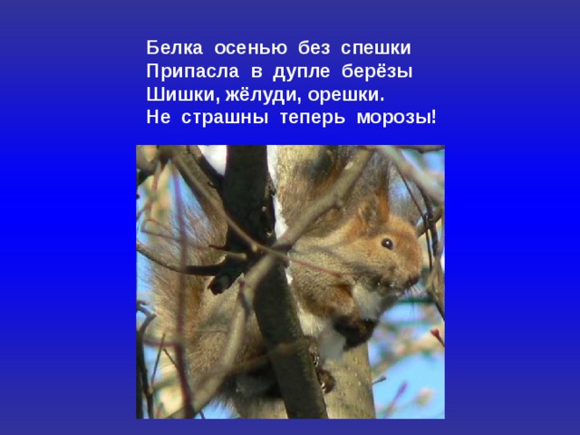 Белка осенью без спешки Припасла в дупле берёзы Шишки, жёлуди, орешки. Не страшны теперь морозы! 