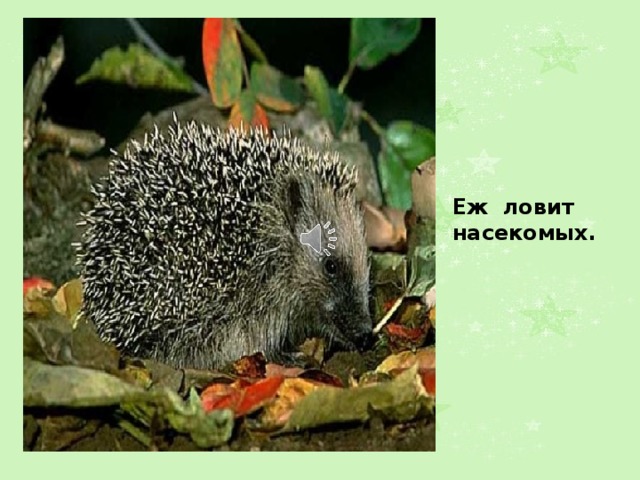 Еж ловит насекомых. 