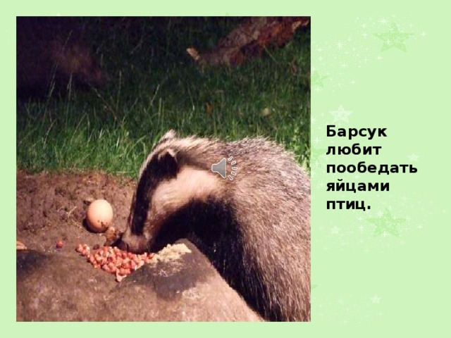Барсук любит пообедать яйцами птиц. 