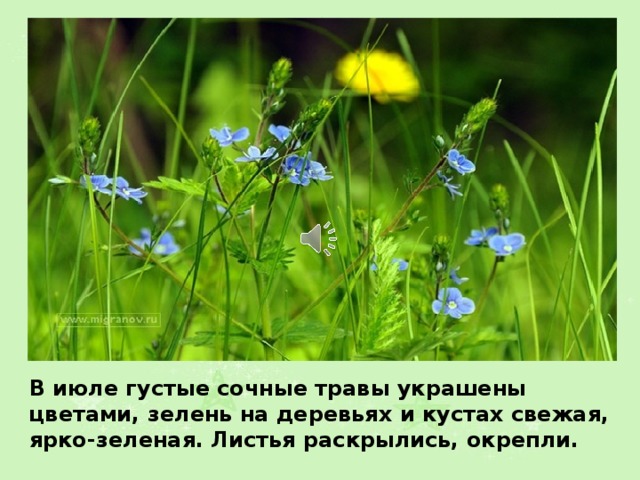 В июле густые сочные травы украшены цветами, зелень на деревьях и кустах свежая, ярко-зеленая. Листья раскрылись, окрепли. 