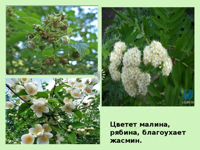 Цветет малина, рябина, благоухает жасмин. 