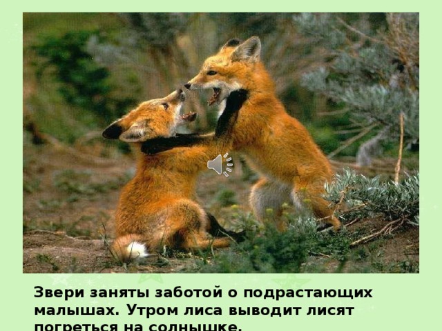Звери заняты заботой о подрастающих малышах. Утром лиса выводит лисят погреться на солнышке. 