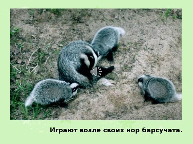 Играют возле своих нор барсучата. 