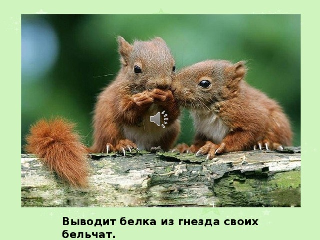 Выводит белка из гнезда своих бельчат. 