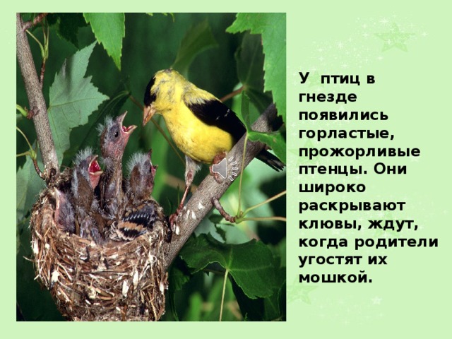 У птиц в гнезде появились горластые, прожорливые птенцы. Они широко раскрывают клювы, ждут, когда родители угостят их мошкой. 