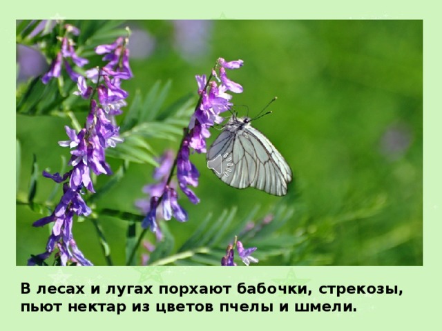 В лесах и лугах порхают бабочки, стрекозы, пьют нектар из цветов пчелы и шмели. 