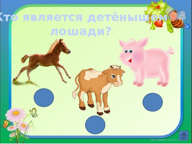 Кто является детёнышем лошади? 