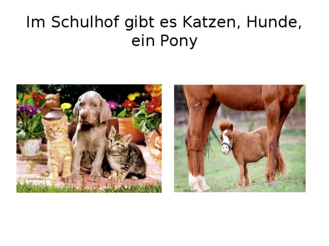 Im Schulhof gibt es Katzen, Hunde, ein Pony 