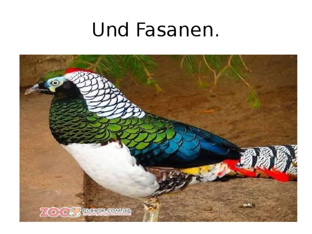 Und Fasanen. 