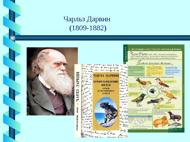 Чарльз Дарвин  (1809-1882) 