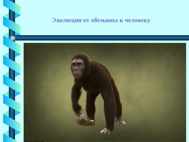 Эволюция от обезьяны к человеку 