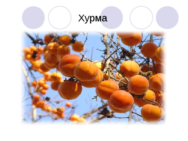 Хурма 