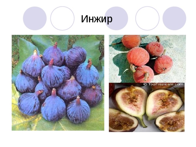 Инжир 