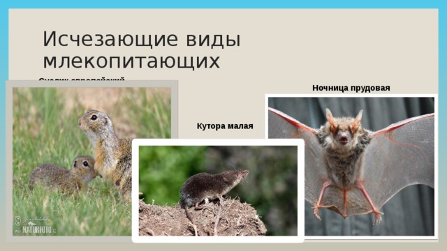 Исчезающие виды млекопитающих Суслик европейский   Ночница прудовая Кутора малая