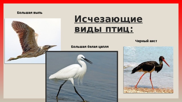Большая выпь Исчезающие виды птиц: Черный аист Большая белая цапля