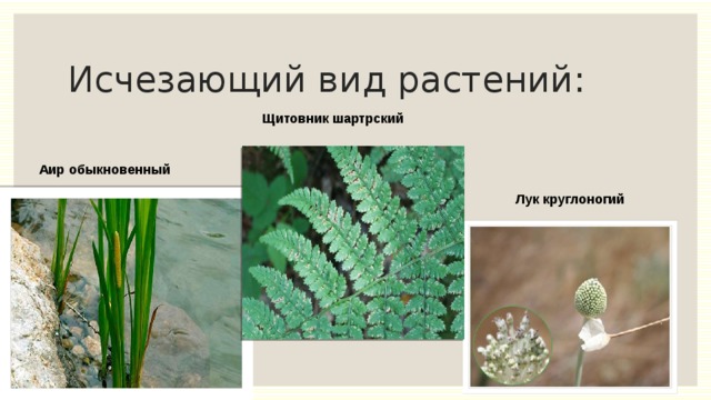 Исчезающий вид растений: Щитовник шартрский Аир обыкновенный Лук круглоногий