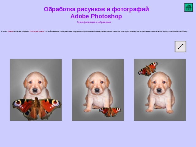 Обработка рисунков и фотографий  Adobe Photoshop Трансформация изображения    В меню Правка выбираем подменю Свободная правка . По этой команде в углах рамочки и посредине сторон появляются квадратики-узелки, взявшись за которые рамочку можно растягивать или сжимать. Курсор приобретает такой вид:          