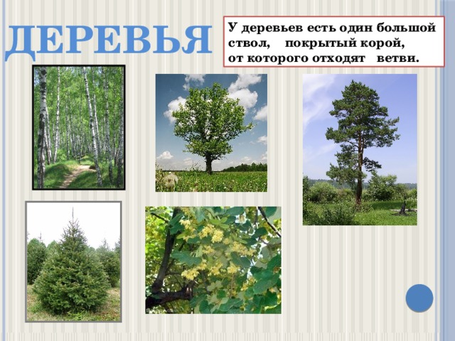 ДЕРЕВЬЯ У деревьев есть один большой ствол, покрытый корой, от которого отходят ветви. 