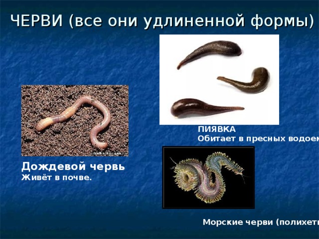Дождевой червь относится к группе. Черви обитающие в водоеме. Какие черви обитают в водоемах. Пиявки пресных водоемов. Черви обитающие в пресных водоемах.