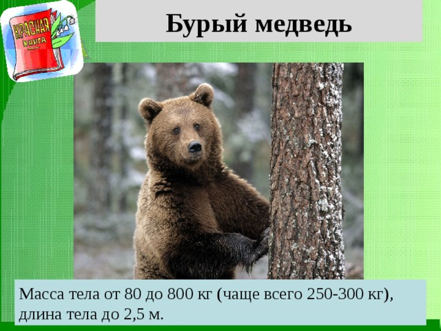 Бурый медведь Масса тела от 80 до 800 кг (чаще всего 250-300 кг), длина тела до 2,5 м. 