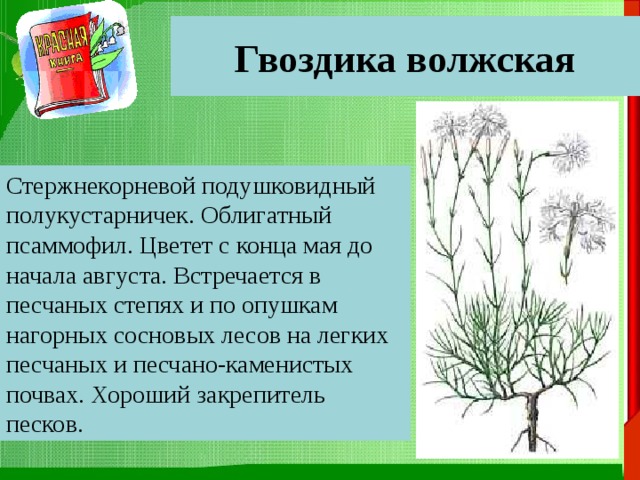  Гвоздика волжская   Стержнекорневой подушковидный полукустарничек. Облигатный псаммофил. Цветет с конца мая до начала августа. Встречается в песчаных степях и по опушкам нагорных сосновых лесов на легких песчаных и песчано-каменистых почвах. Хороший закрепитель песков. 