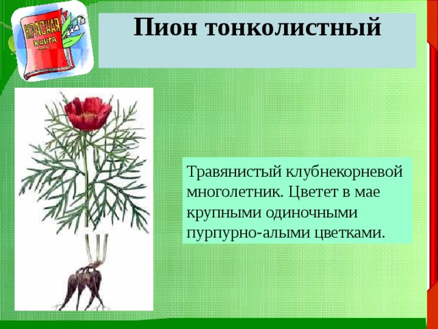 Пион тонколистный   Травянистый клубнекорневой многолетник. Цветет в мае крупными одиночными пурпурно-алыми цветками. 