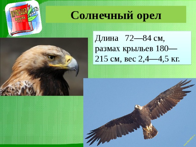 Солнечный орел Длина 72—84 см, размах крыльев 180—215 см, вес 2,4—4,5 кг. 