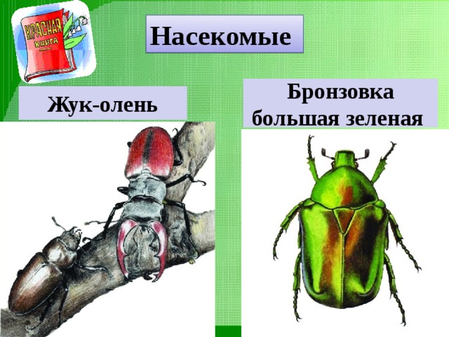 Какой тип питания характерен для бронзовки обыкновенной изображенной на рисунке