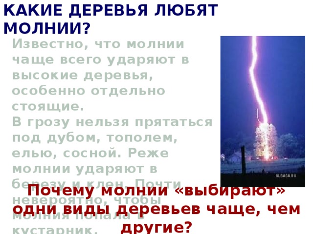 Какие деревья любят молнии? Известно, что молнии чаще всего ударяют в высокие деревья, особенно отдельно стоящие. В грозу нельзя прятаться под дубом, тополем, елью, сосной. Реже молнии ударяют в березу и клен. Почти невероятно, чтобы молния попала в кустарник. Почему молнии «выбирают» одни виды деревьев чаще, чем другие? 