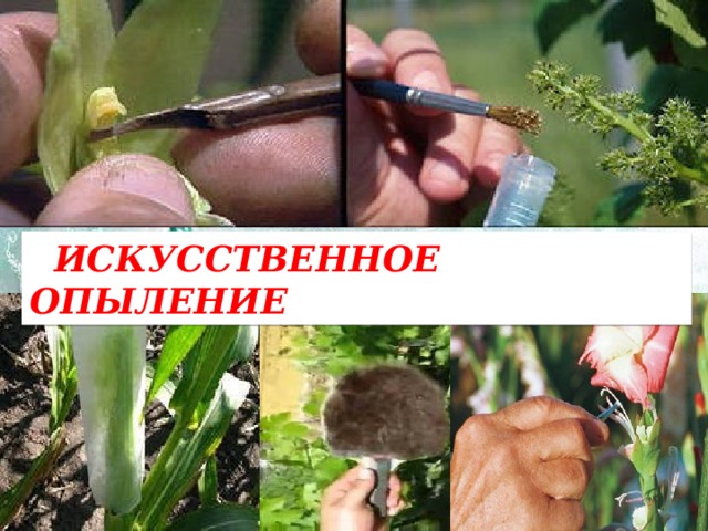 ИСКУССТВЕННОЕ ОПЫЛЕНИЕ