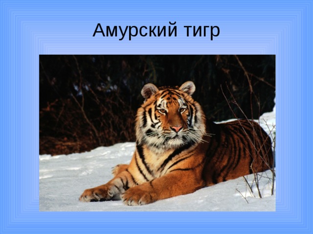 Амурский тигр 