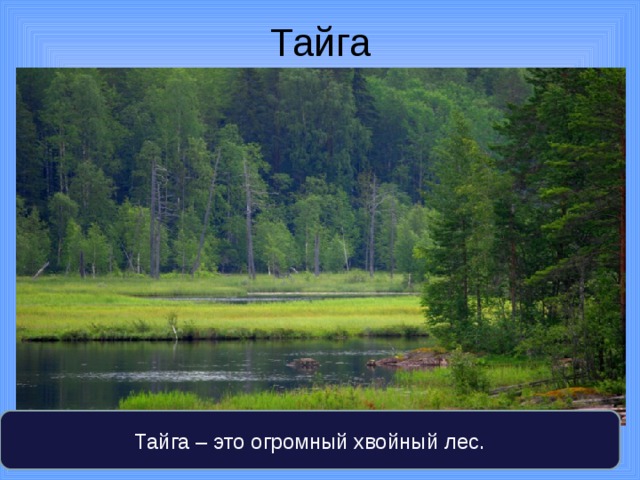 Тайга Тайга – это огромный хвойный лес. 