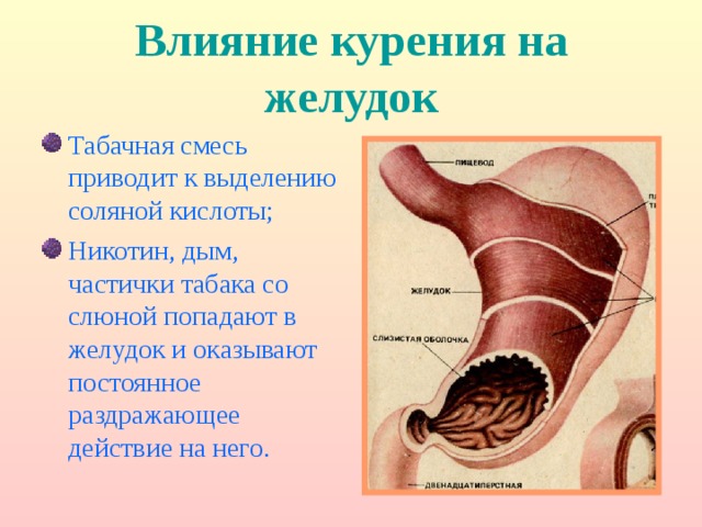 Влияние курения на желудок Табачная смесь приводит к выделению соляной кислоты; Никотин, дым, частички табака со слюной попадают в желудок и оказывают постоянное раздражающее действие на него. 