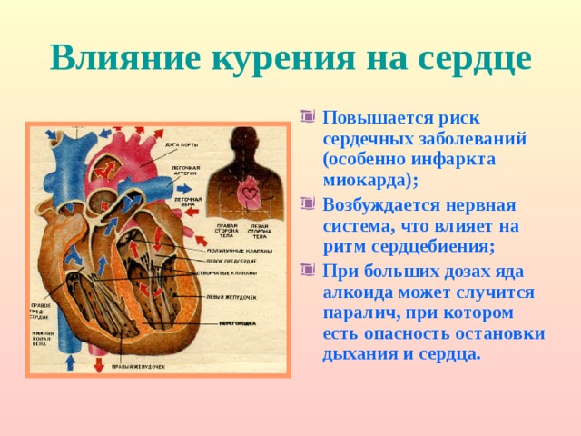 Влияние курения на сердце Повышается риск сердечных заболеваний (особенно инфаркта миокарда); Возбуждается нервная система, что влияет на ритм сердцебиения; При больших дозах яда алкоида может случится паралич, при котором есть опасность остановки дыхания и сердца. 