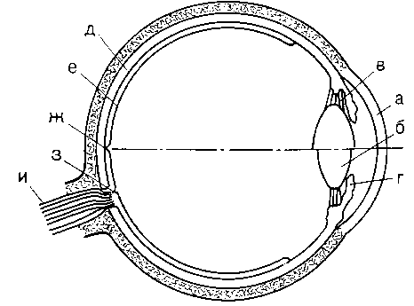 Какой цифрой на рисунке обозначена структура глаза