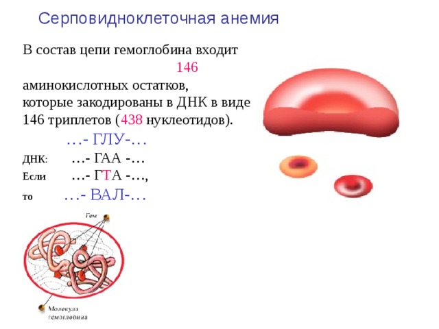 Серповидноклеточная анемия  В состав цепи гемоглобина входит 146 аминокислотных остатков, которые закодированы в ДНК в виде 146 триплетов ( 438 нуклеотидов).  … - ГЛУ-… ДНК: …- ГАА -… Если …- Г Т А -…, то …- ВАЛ-…  