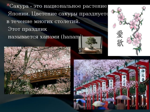 Сакура - это национальное растение  Японии. Цветение сакуры празднуется в течение многих столетий.  Этот праздник  называется ханами ( hanami ) 