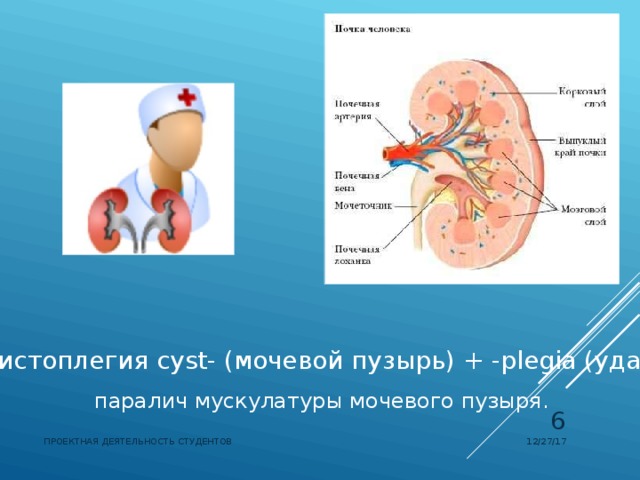 Пузырь на латыни