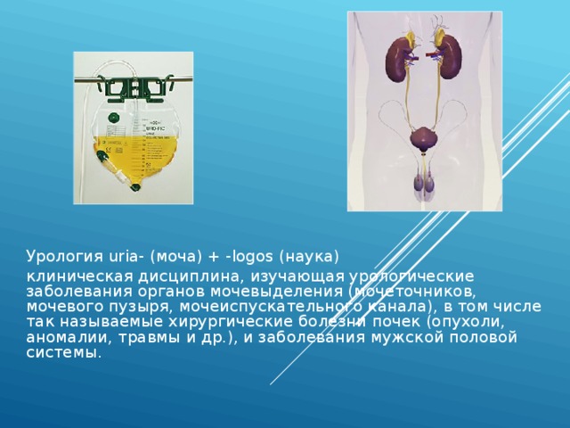 Урология uria- (моча) + -logos (наука) клиническая дисциплина, изучающая урологические заболевания органов мочевыделения (мочеточников, мочевого пузыря, мочеиспускательного канала), в том числе так называемые хирургические болезни почек (опухоли, аномалии, травмы и др.), и заболевания мужской половой системы. 