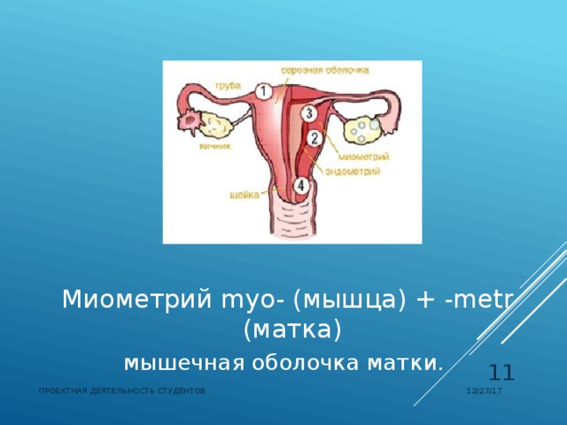  Миометрий myo- (мышца) + -metr (матка) мышечная оболочка матки.  12/27/17 ПРОЕКТНАЯ ДЕЯТЕЛЬНОСТЬ СТУДЕНТОВ 