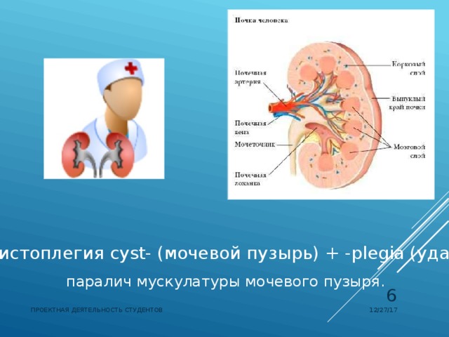 Цистоплегия cyst- (мочевой пузырь) + -plegia (удар)   паралич мускулатуры мочевого пузыря.   12/27/17 ПРОЕКТНАЯ ДЕЯТЕЛЬНОСТЬ СТУДЕНТОВ 