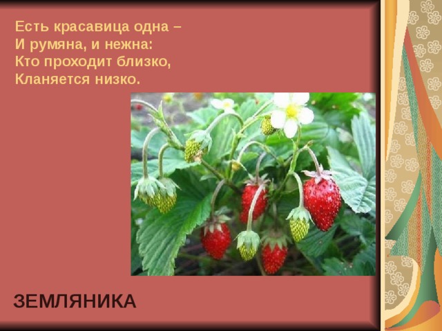 Есть красавица одна –  И румяна, и нежна:  Кто проходит близко,  Кланяется низко. ЗЕМЛЯНИКА 