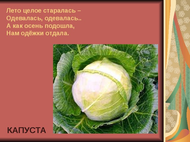 Лето целое старалась –  Одевалась, одевалась..  А как осень подошла,  Нам одёжки отдала. КАПУСТА 