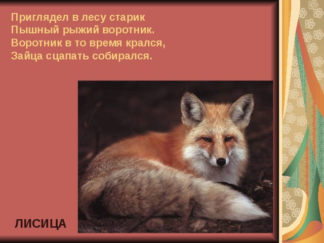 Приглядел в лесу старик  Пышный рыжий воротник.  Воротник в то время крался,  Зайца сцапать собирался. ЛИСИЦА 